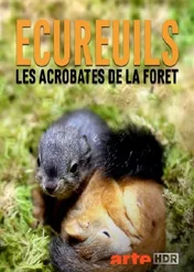 Secrets of Squirrels / Secrets of Squirrels
