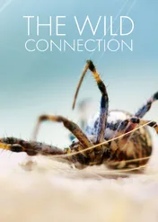 The Wild Connection / The Wild Connection