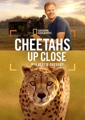 Bertie Gregory: Bliskie spotkanie z gepardami / Cheetahs Up Close with Bertie Gregory