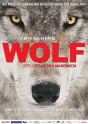 Wilki: wędrowcy bez granic / Wolf: Wanderer Without Borders