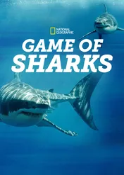 Walki rekinów / Game of Sharks