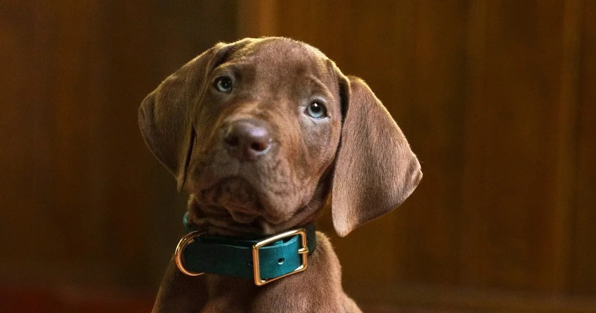"Scooby-Doo: Początki" | Powiększa się obsada serialu Netflixa