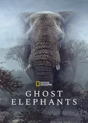 Tajemnicze słonie Angoli / Ghost Elephants