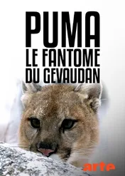 Puma. Śladem nieuchwytnego drapieżnika / Puma, le fantôme du Gévaudan