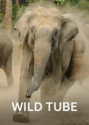 Dzika przyroda na żywo / Wild Tube