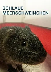 Sekretne życie świnek morskich / Schlaue Meerschweinchen