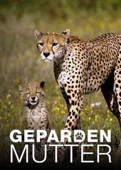 Gepardzia mama / Gepardenmutter