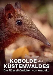 Leśne chochliki: Tajemniczy ryjkonos z Arabuko / Kobolde des Küstenwaldes – Die Rüsselhündchen von Arabuko