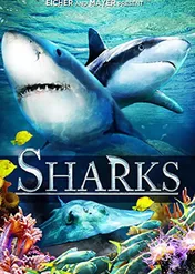 Rekiny / Sharks