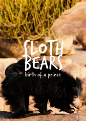 Sloth Bears: Birth Of A Prince / Sloth Bears: Birth Of A Prince