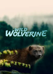 Wild Wolverine / Wild Wolverine