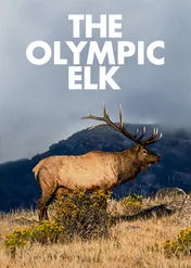 The Olympic Elk / The Olympic Elk