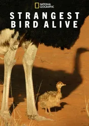 Najdziwniejszy żyjący ptak / Strangest Bird Alive