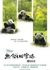 Panda / Trail of the Panda