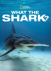 Co za rekin? / What the Shark?