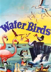 Water Birds / Water Birds
