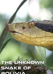 Nieznany wąż z Boliwii / The Unknown Snake of Bolivia