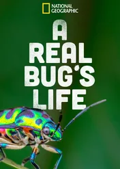 Mikroświat / A Real Bug's Life